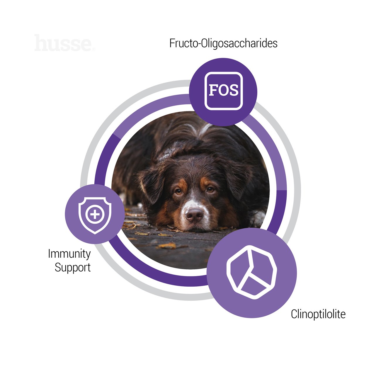 Senior, 2 x 12 kg | Tasakaalustatud kuivtoit, mis vastab vananevate koerte ainulaadsetele vajadustele.