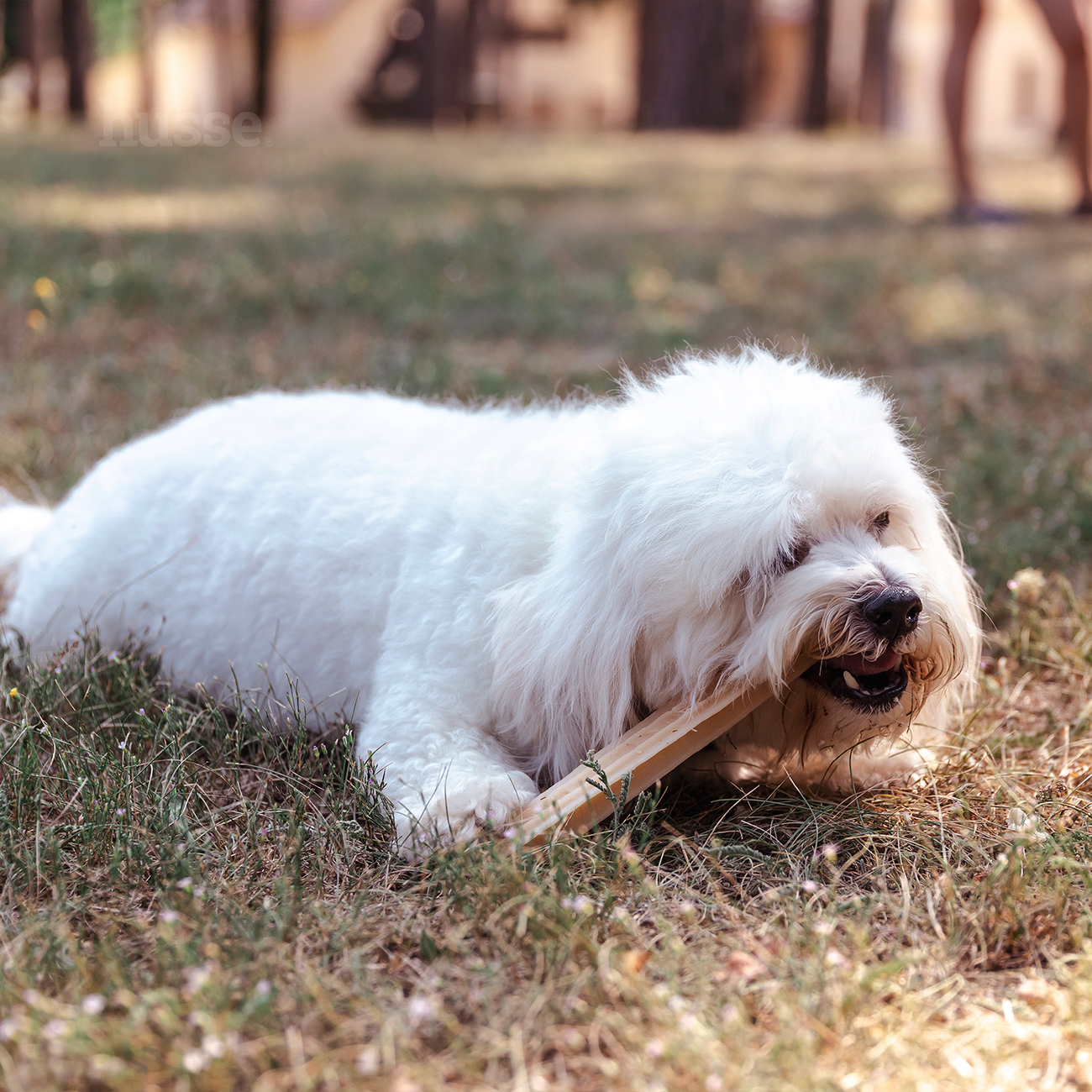 Dental S, 20 tk | Gluteenivabad hambahoolduse maiused koertele