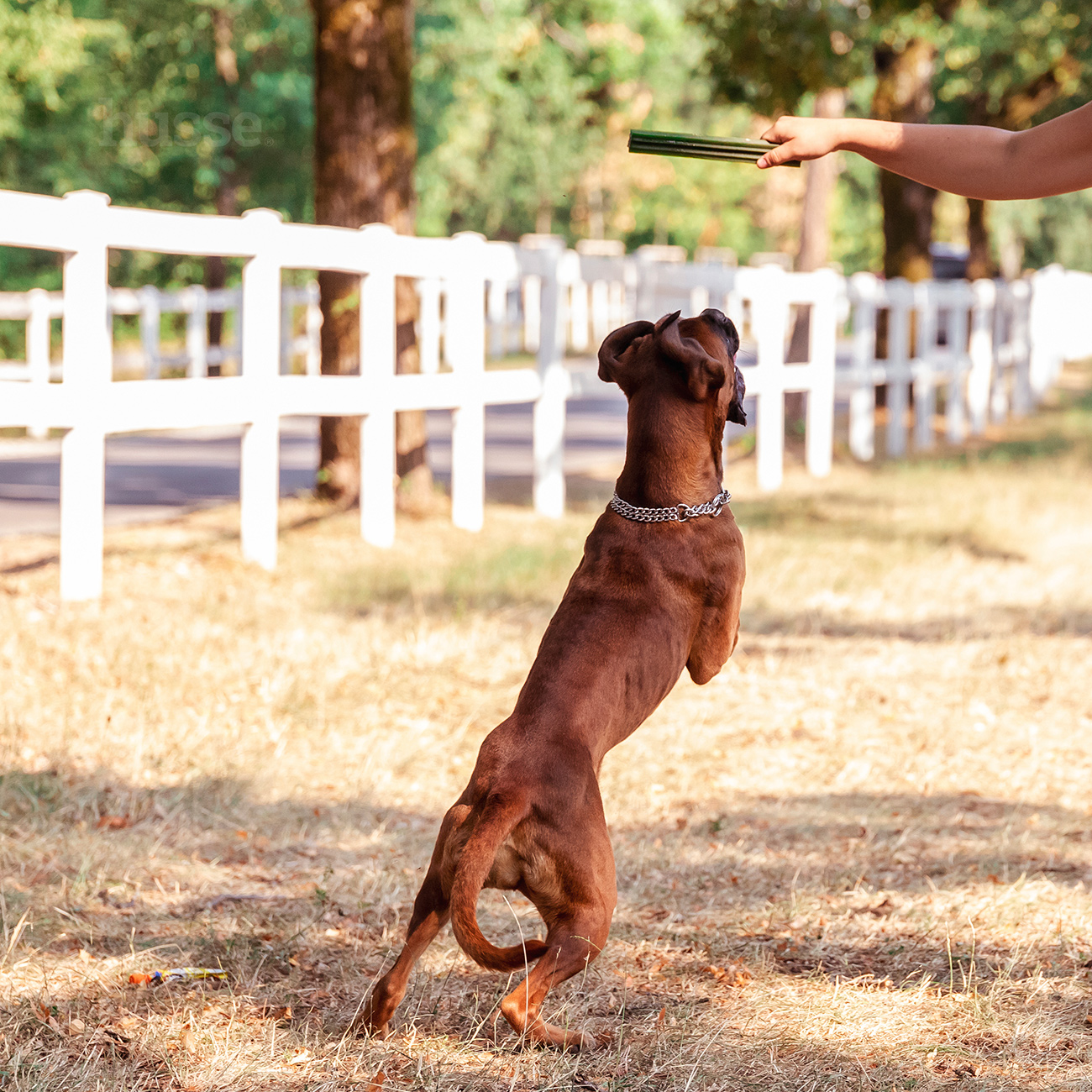 Dental S, 20 tk | Gluteenivabad hambahoolduse maiused koertele