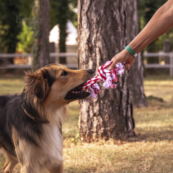 Rep, S | Koera köie mänguasi