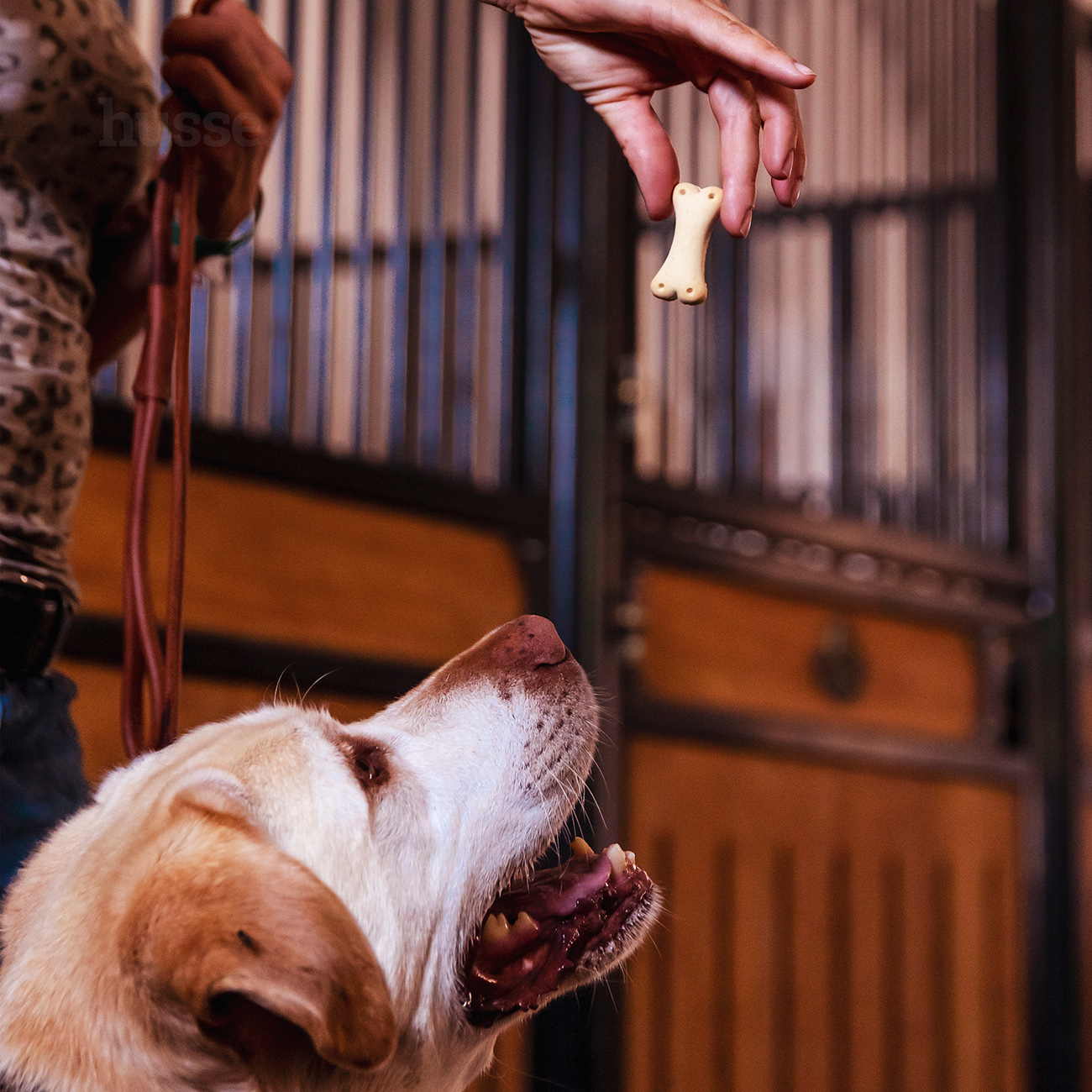 Kex L, 400 g | Luu kujulised küpsised koertele