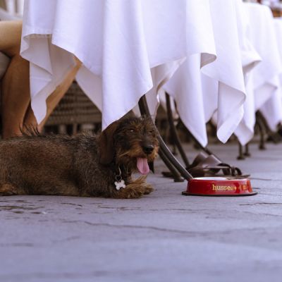 Bowl, L | Vastupidav roostevabast terasest lemmiklooma kauss