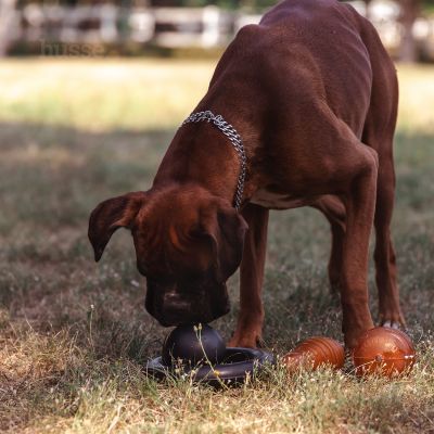 Kägel, L | Kummist lemmikloomade mänguasi Bowling
