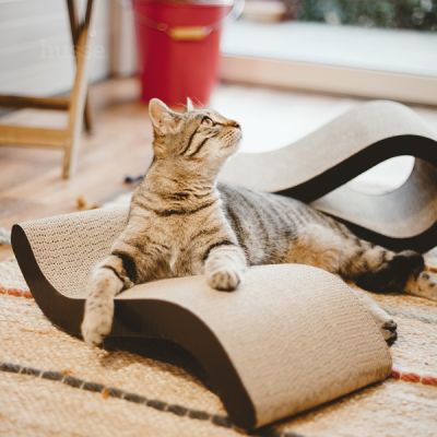 Knut, 1 tk | Kraapimisalus, mis hoiab kassi tervena ja aktiivsena